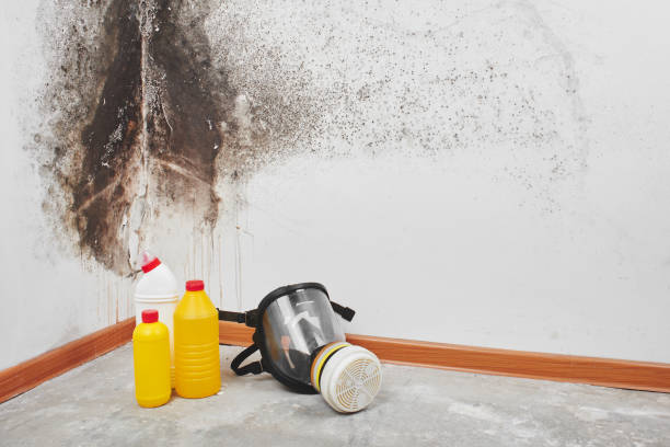 Best Mold Removal Company Near Me  in Gretna, VA