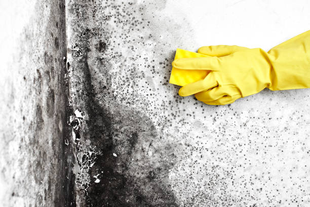 Best Residential Mold Removal  in Gretna, VA