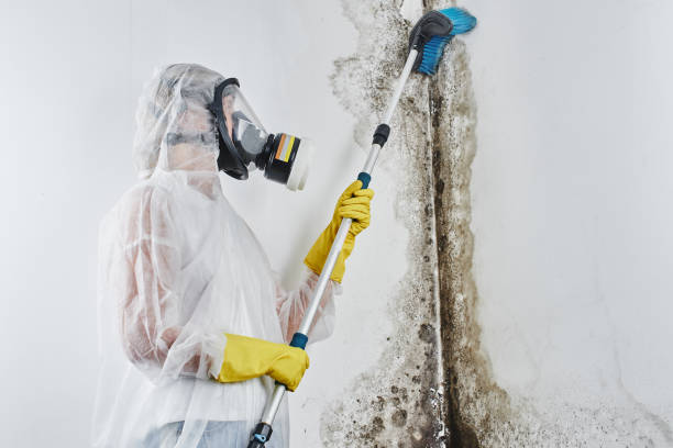 Best Mold Testing and Removal  in Gretna, VA