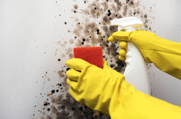 Best Mold Cleaning Services  in Gretna, VA