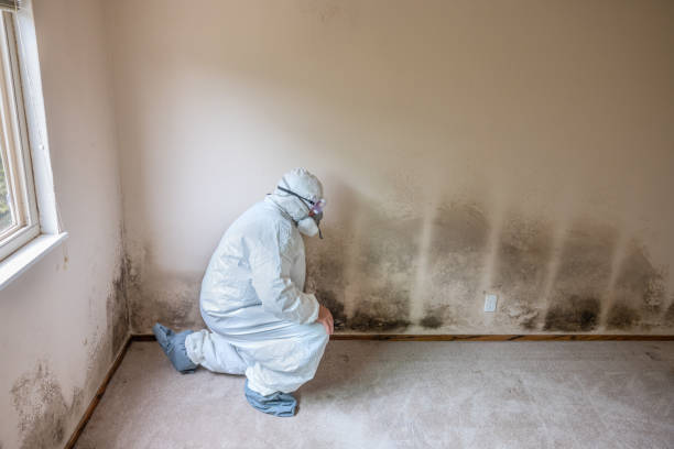 Best Mold Damage Repair  in Gretna, VA
