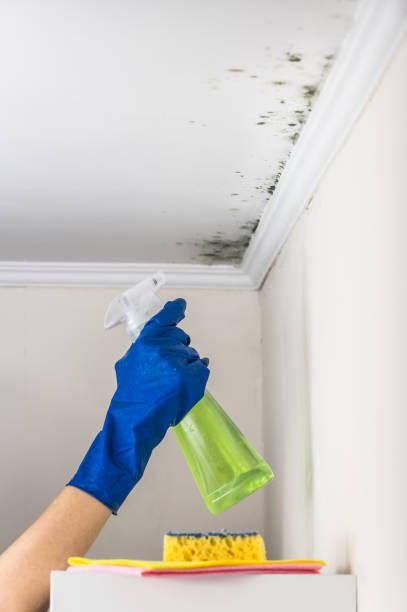 Best Fast Mold Removal  in Gretna, VA